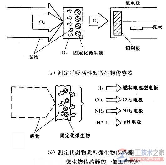 图 微生物传感器的工作原理图解 电工天下